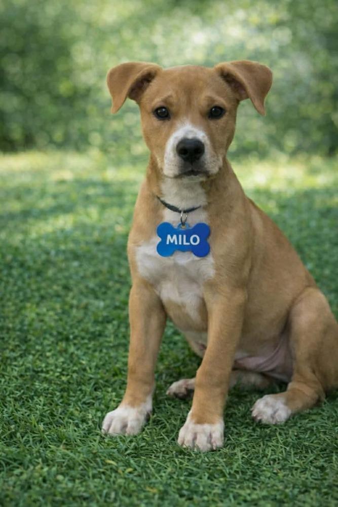 Milo