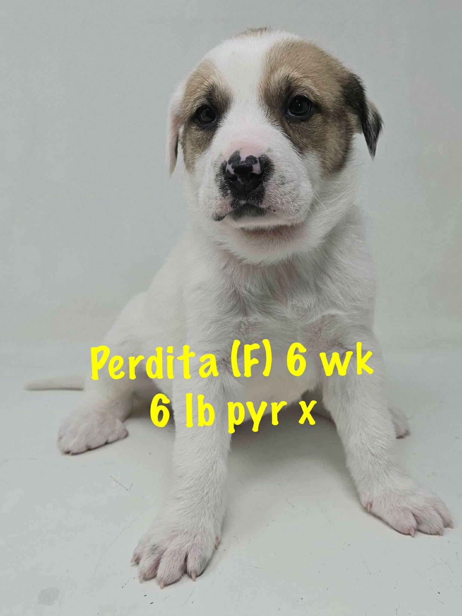 Perdita