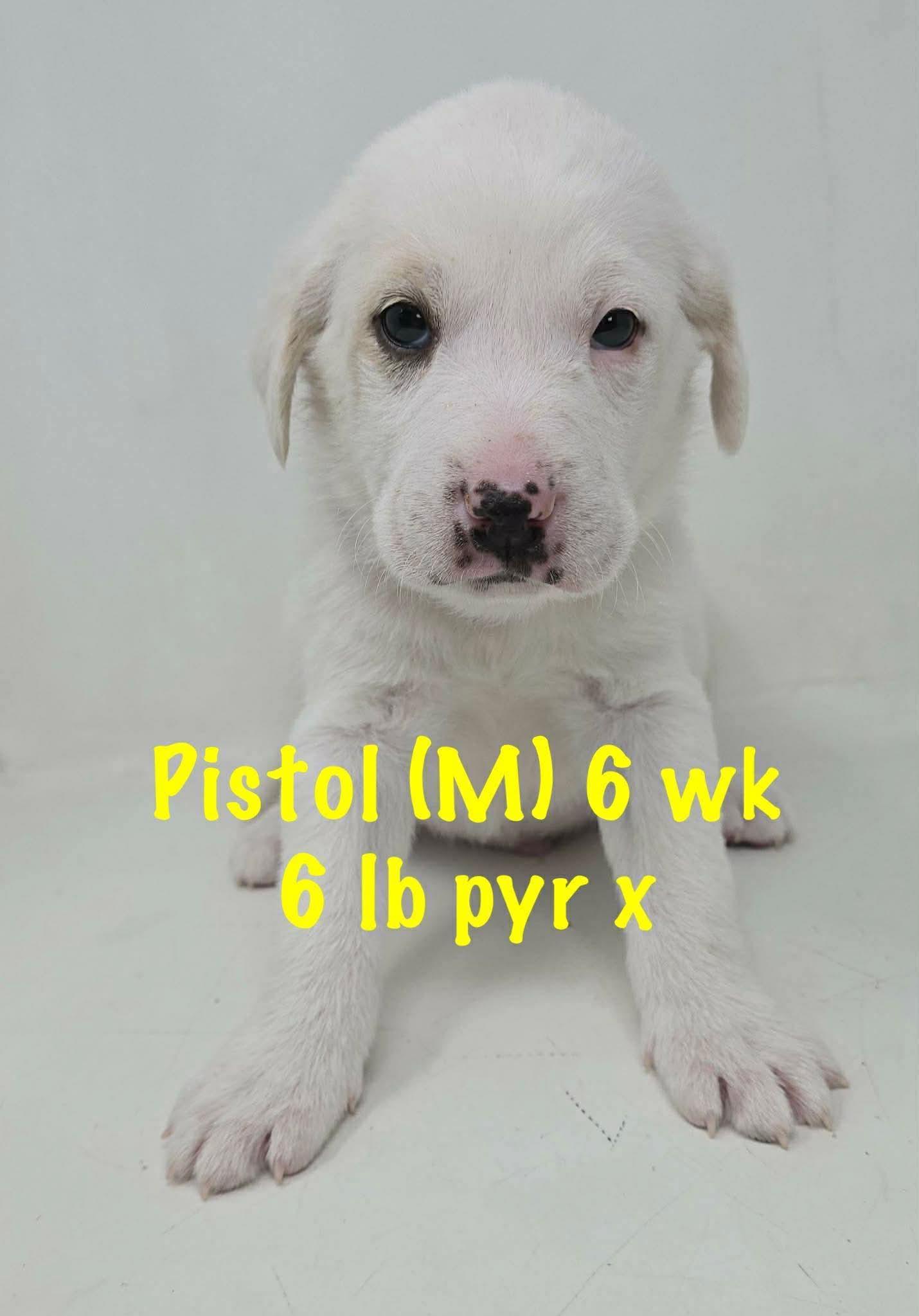 Pistol