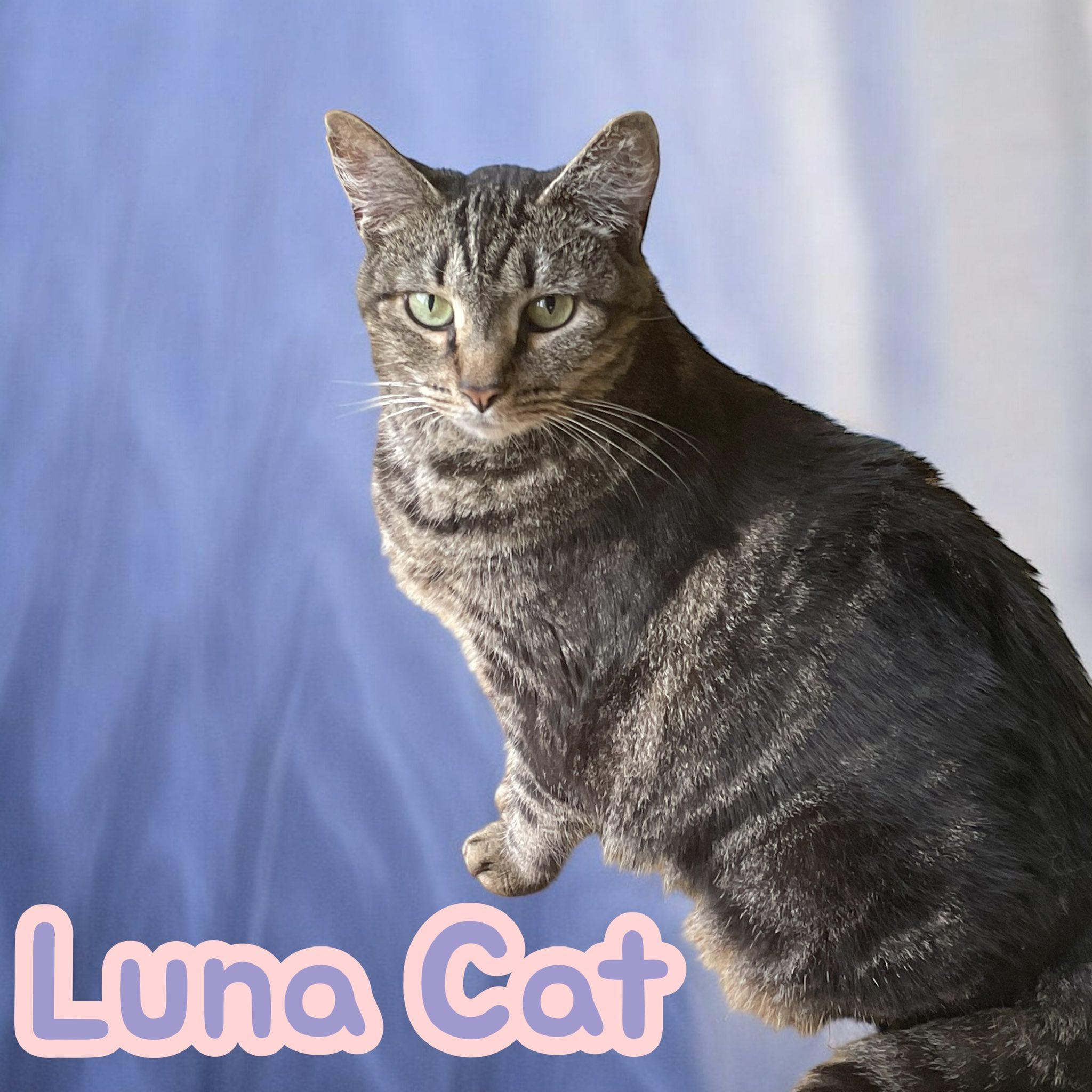 Luna Cat Big