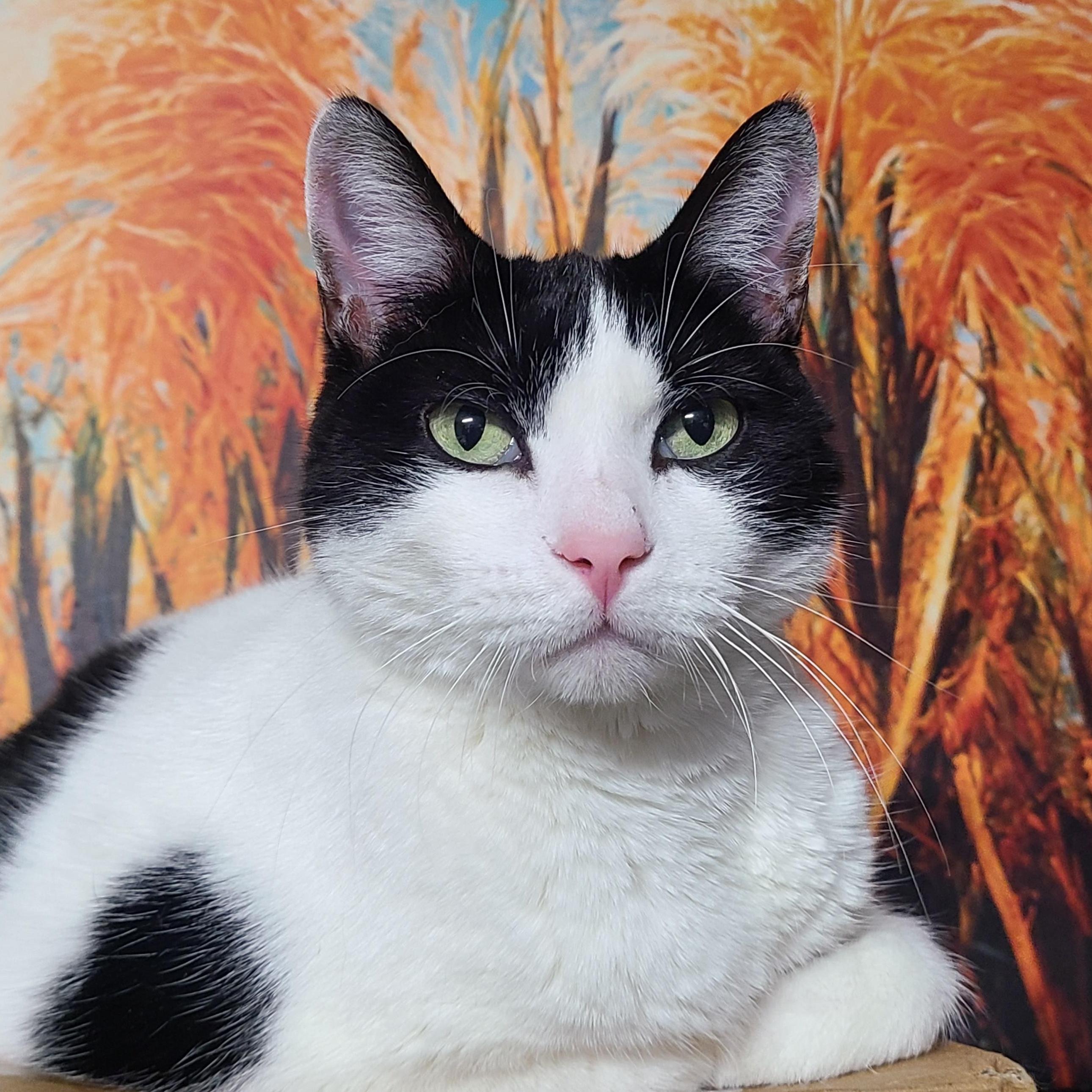 Ellavera The Highaltitude Queen