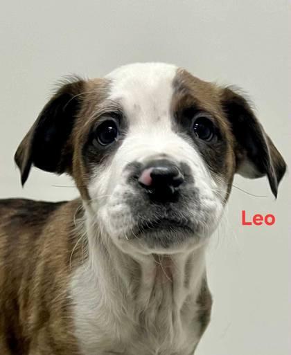 Leo