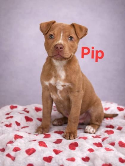 Pip
