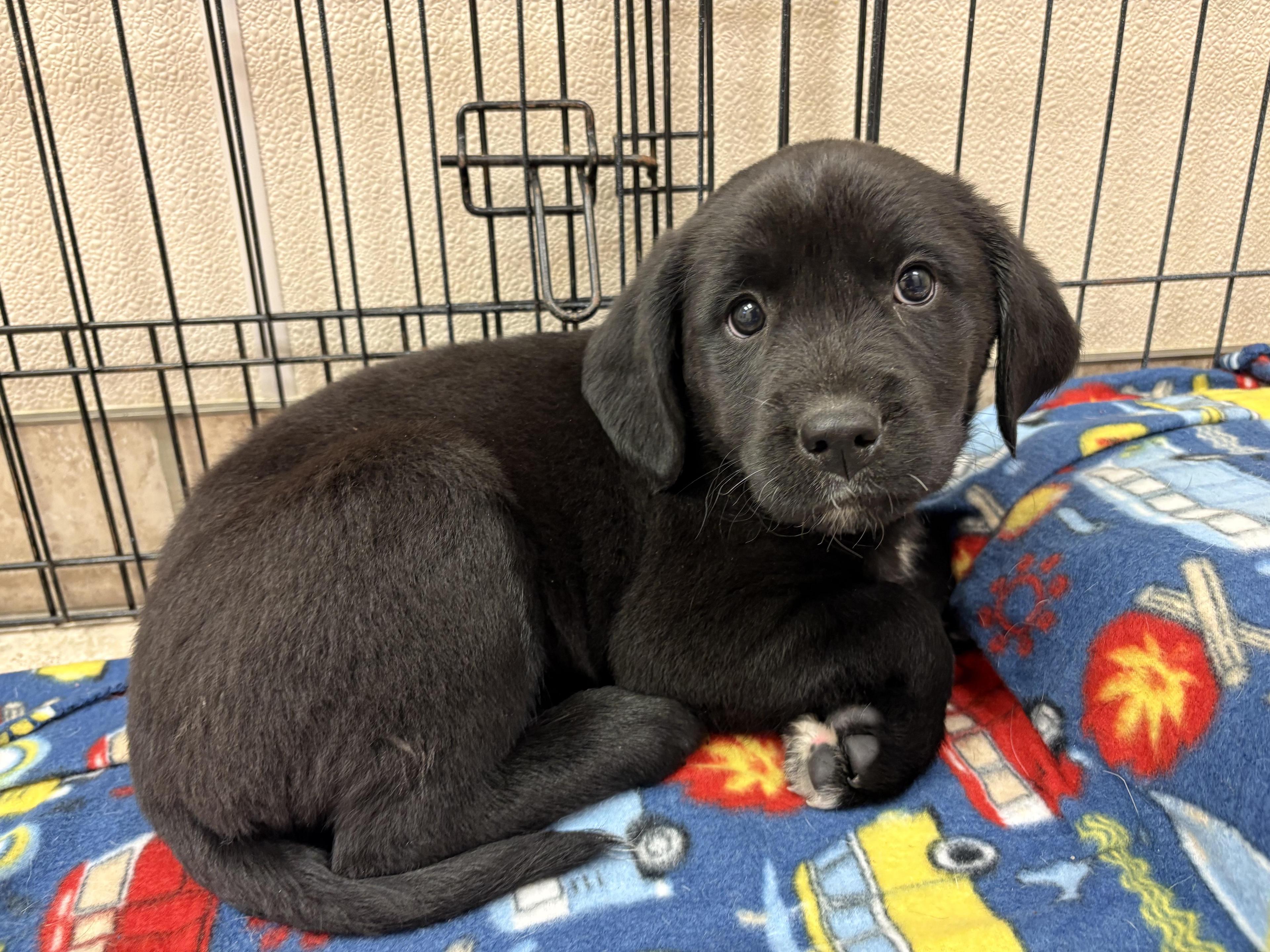 Shopping Spree Puppies