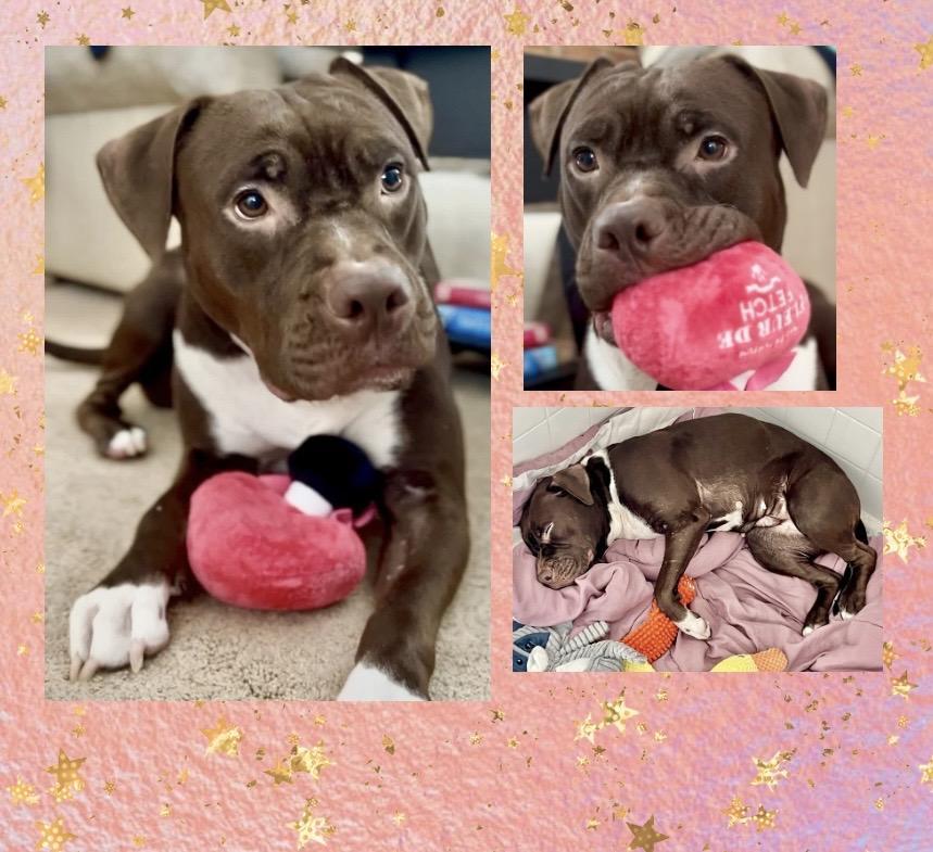 Molly Mia Courtesy Listing