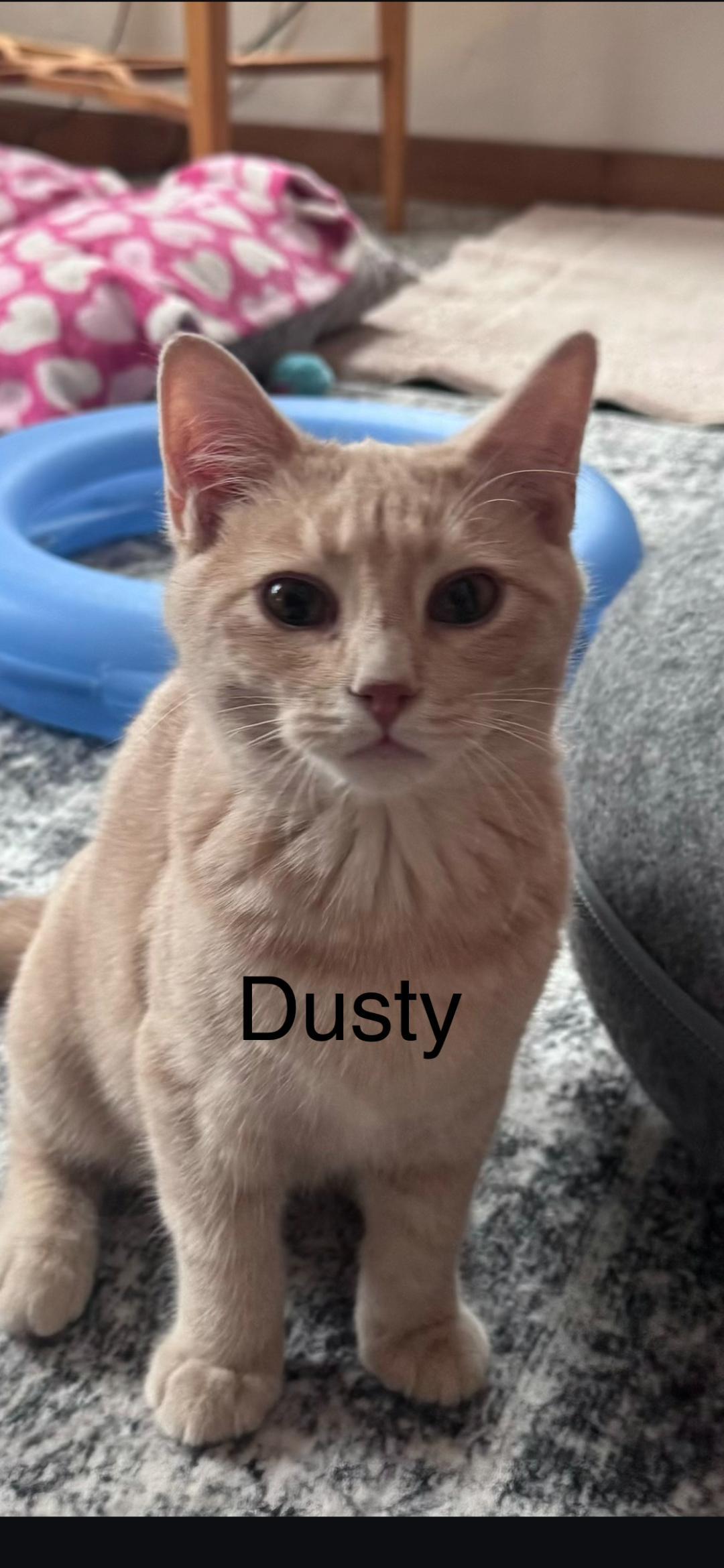 Dusty