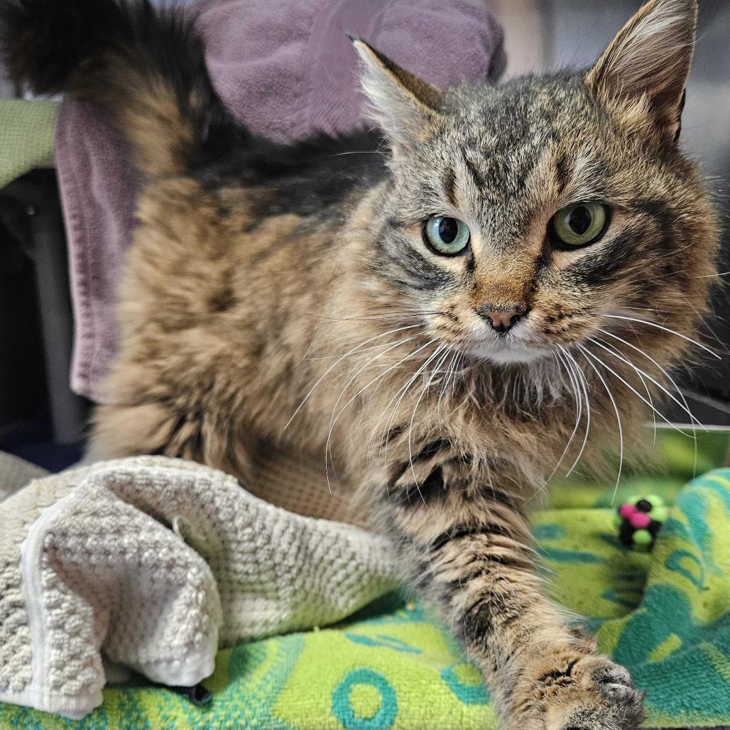 Pistachio Coming Soon