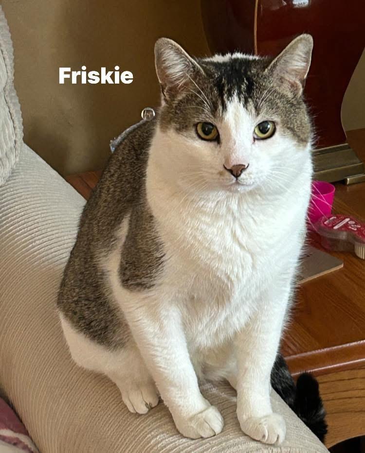 Friskie