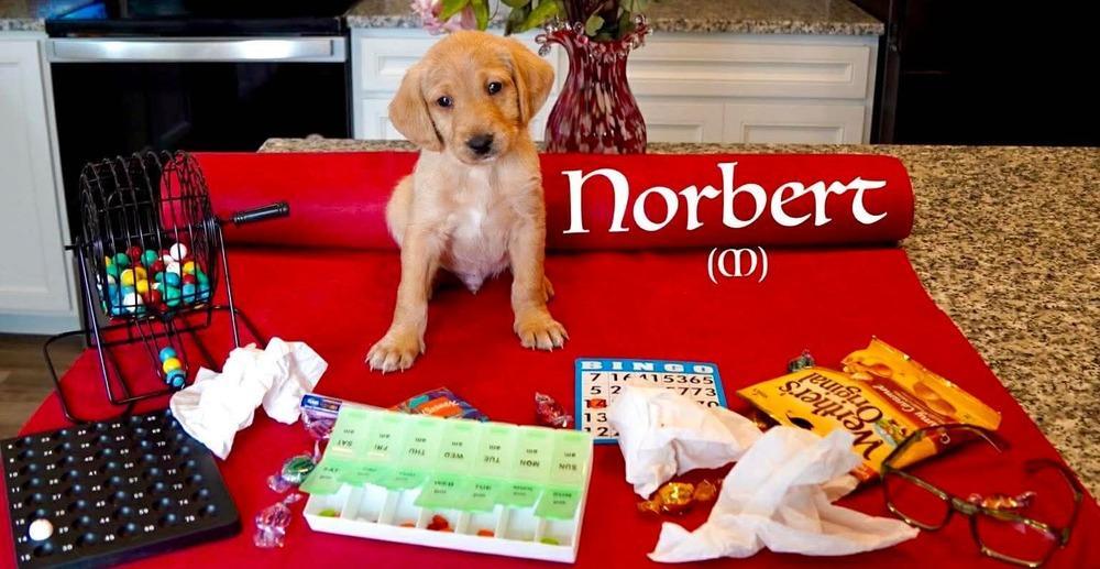Norbert