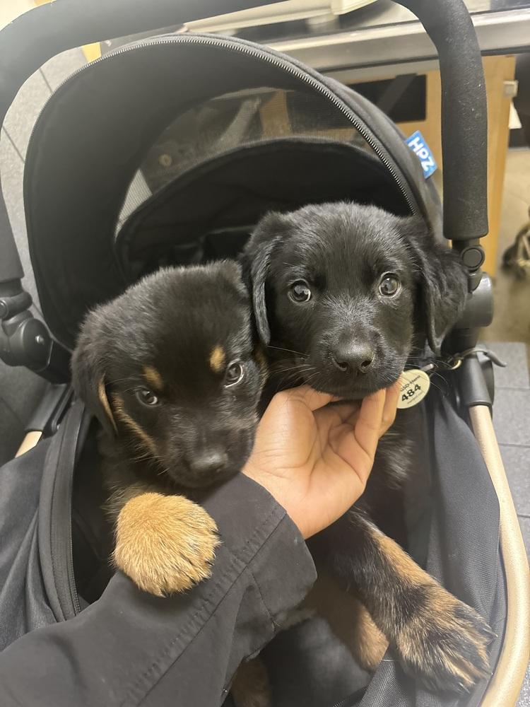 Echoe Aka Yellow Flower