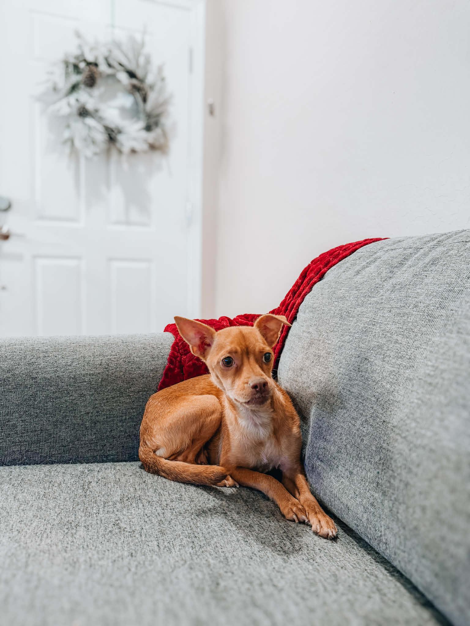 Ladybug Her Pic Stinks