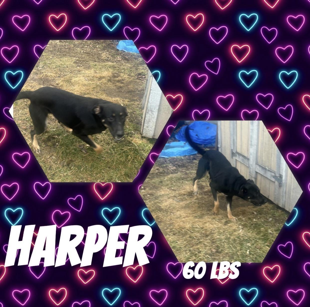 Harper