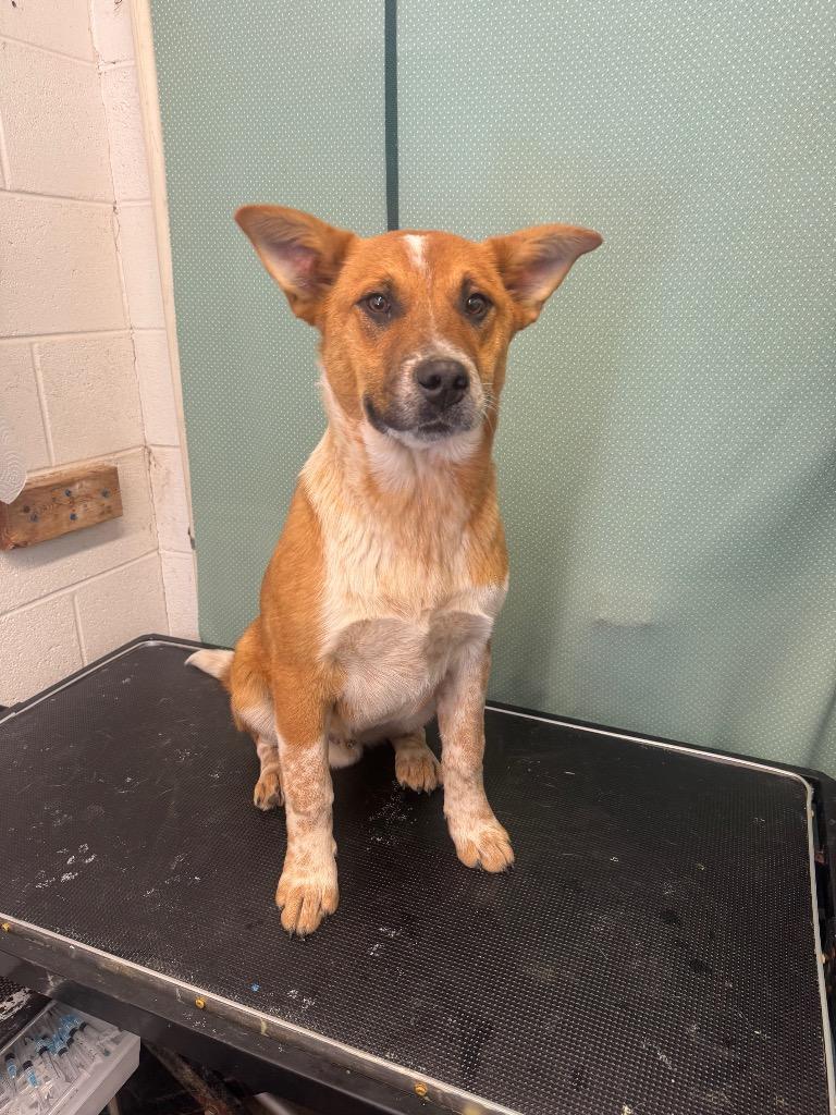 Red Awaiting Assessment