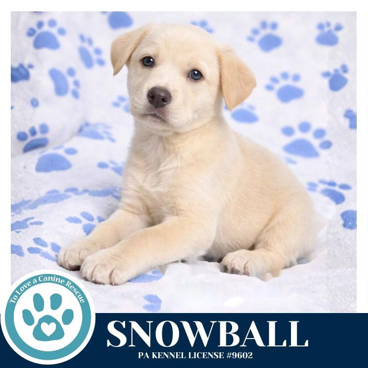 Snowball
