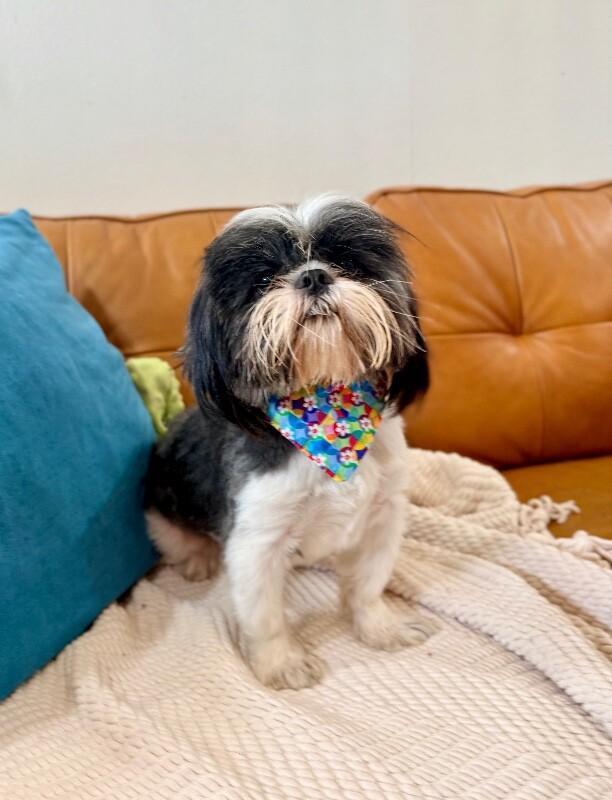 Buddy Hoverfluff The Tiny