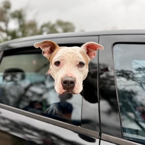 Muffin Floppy Eared Love