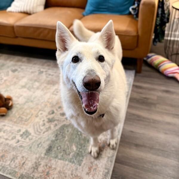 Sarah Bear Certified Love