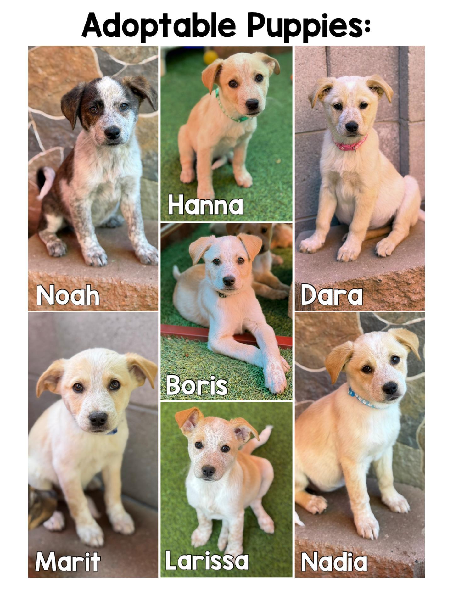 Labheeler Mix Puppies