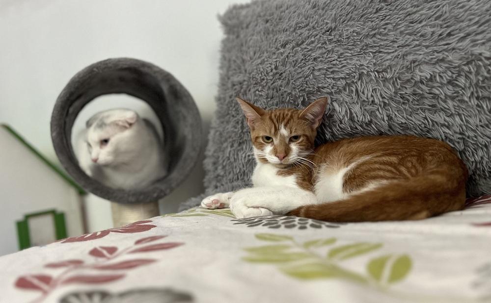 Partridge Family: Laurie