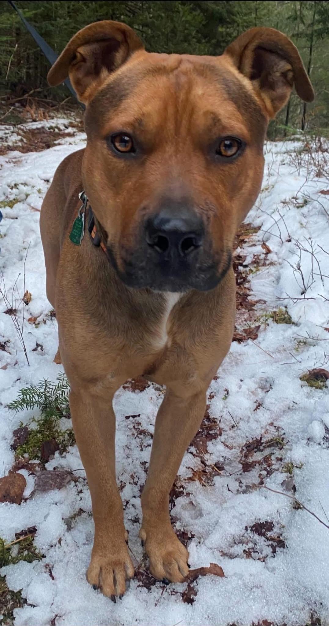 Boone In New England photo 1