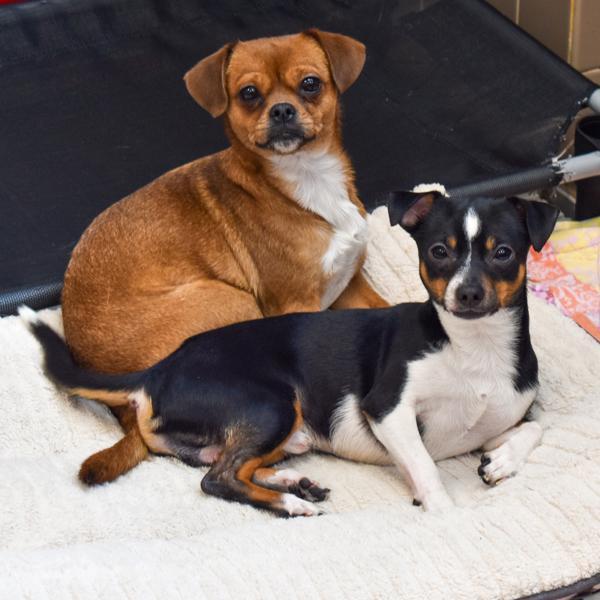 Precious Bonded Buddy