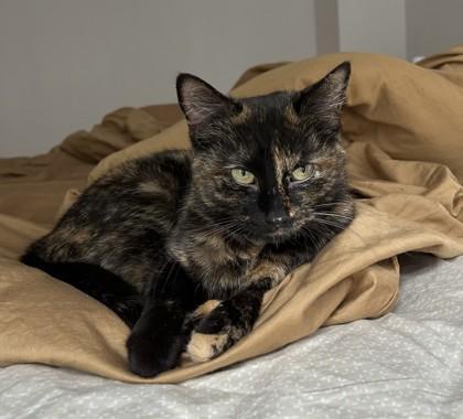 Tortie