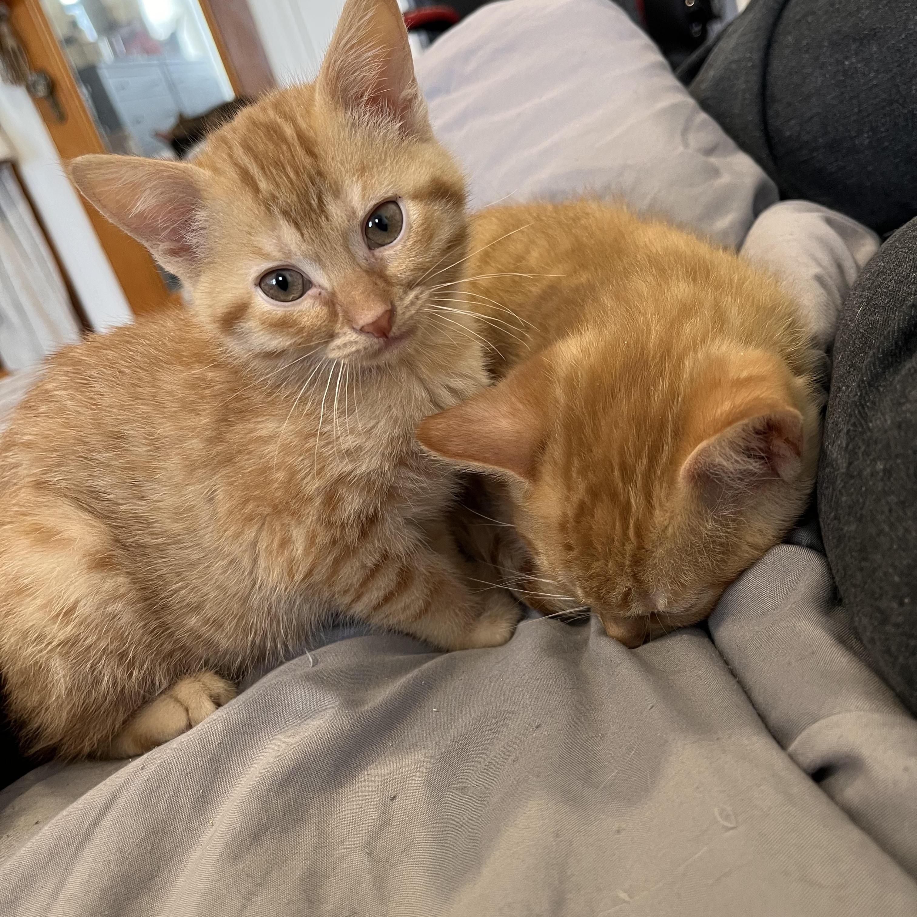 Peanut And Walnut! Brother