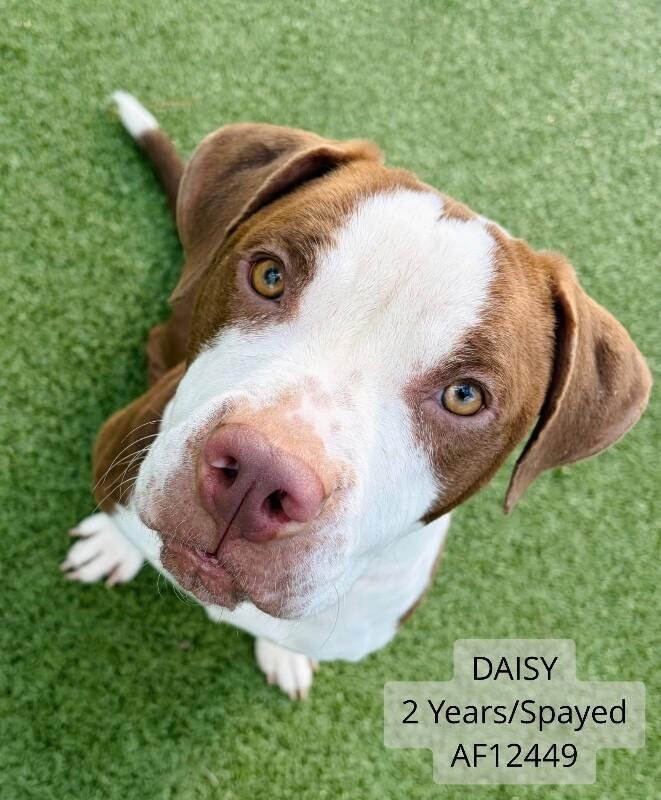 Daisy