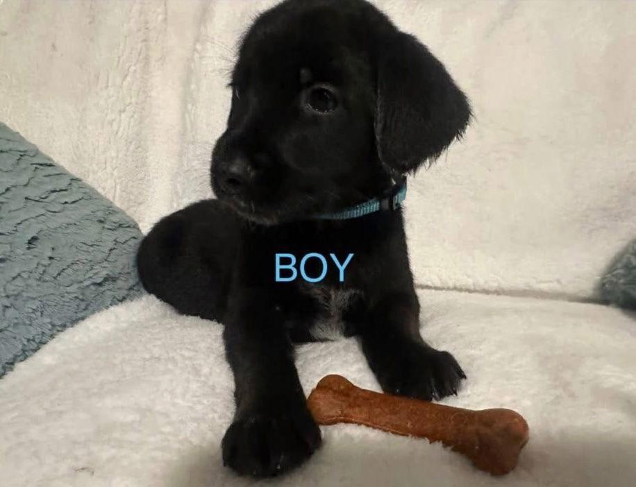 Shepadoodle Pups Bullet