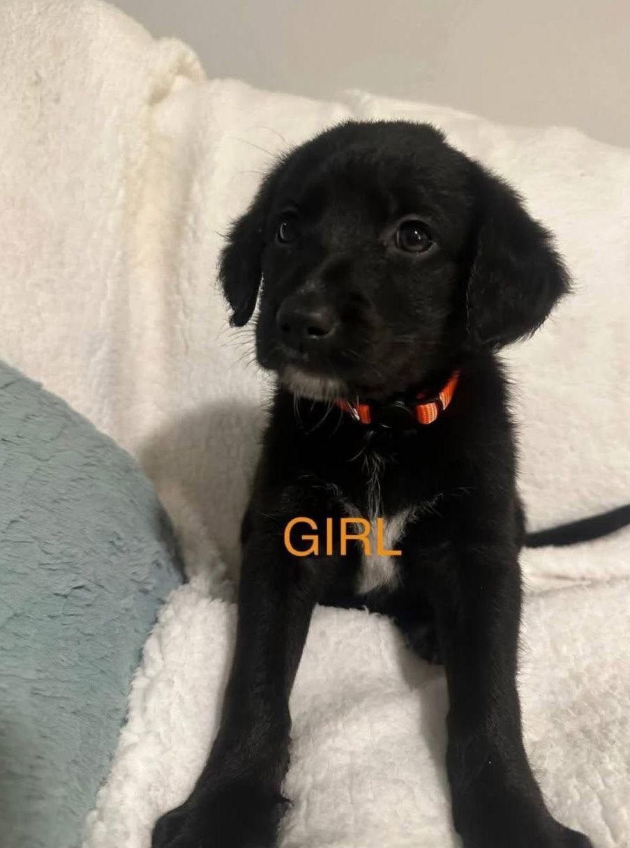 Shepadoodle Pups Strongheart