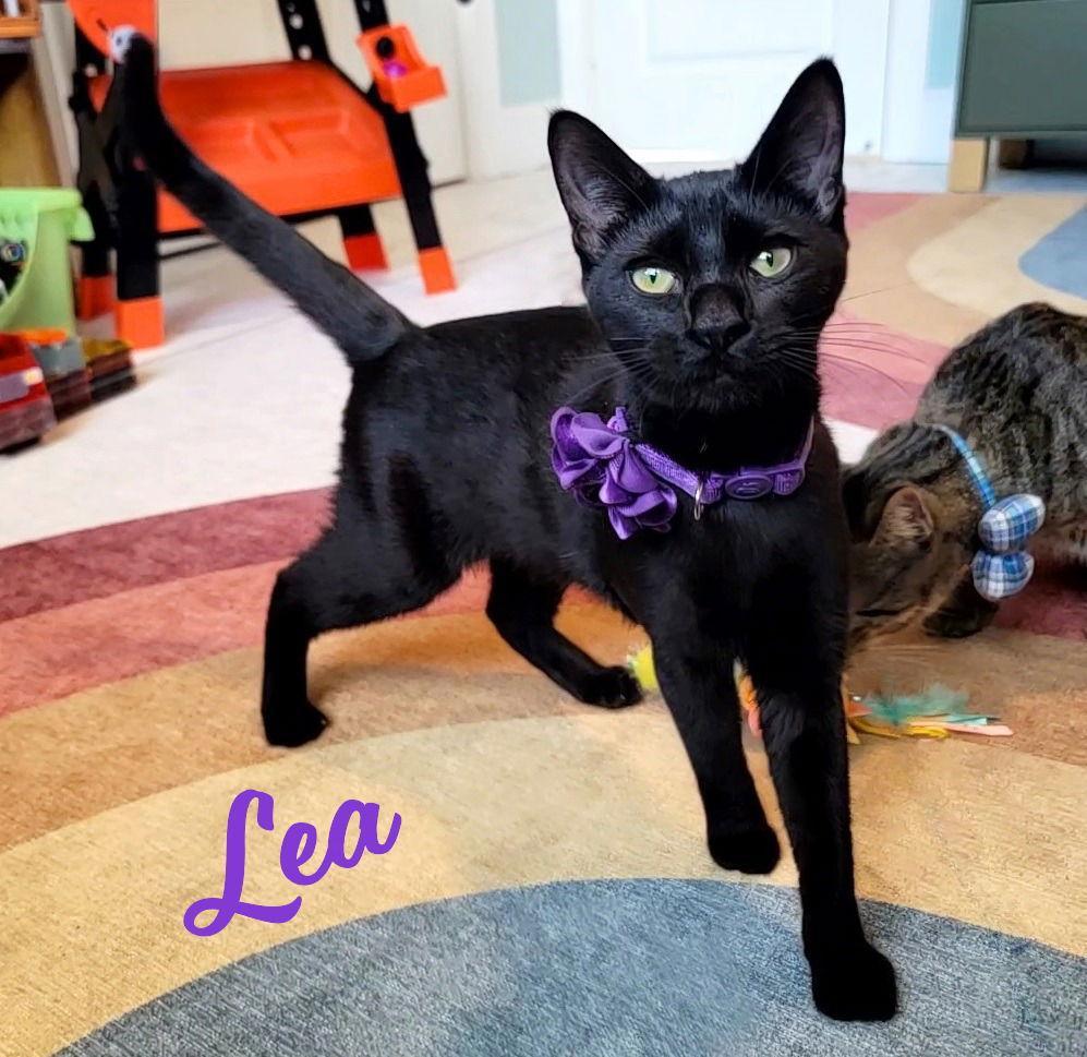 Lea Soaksupattention