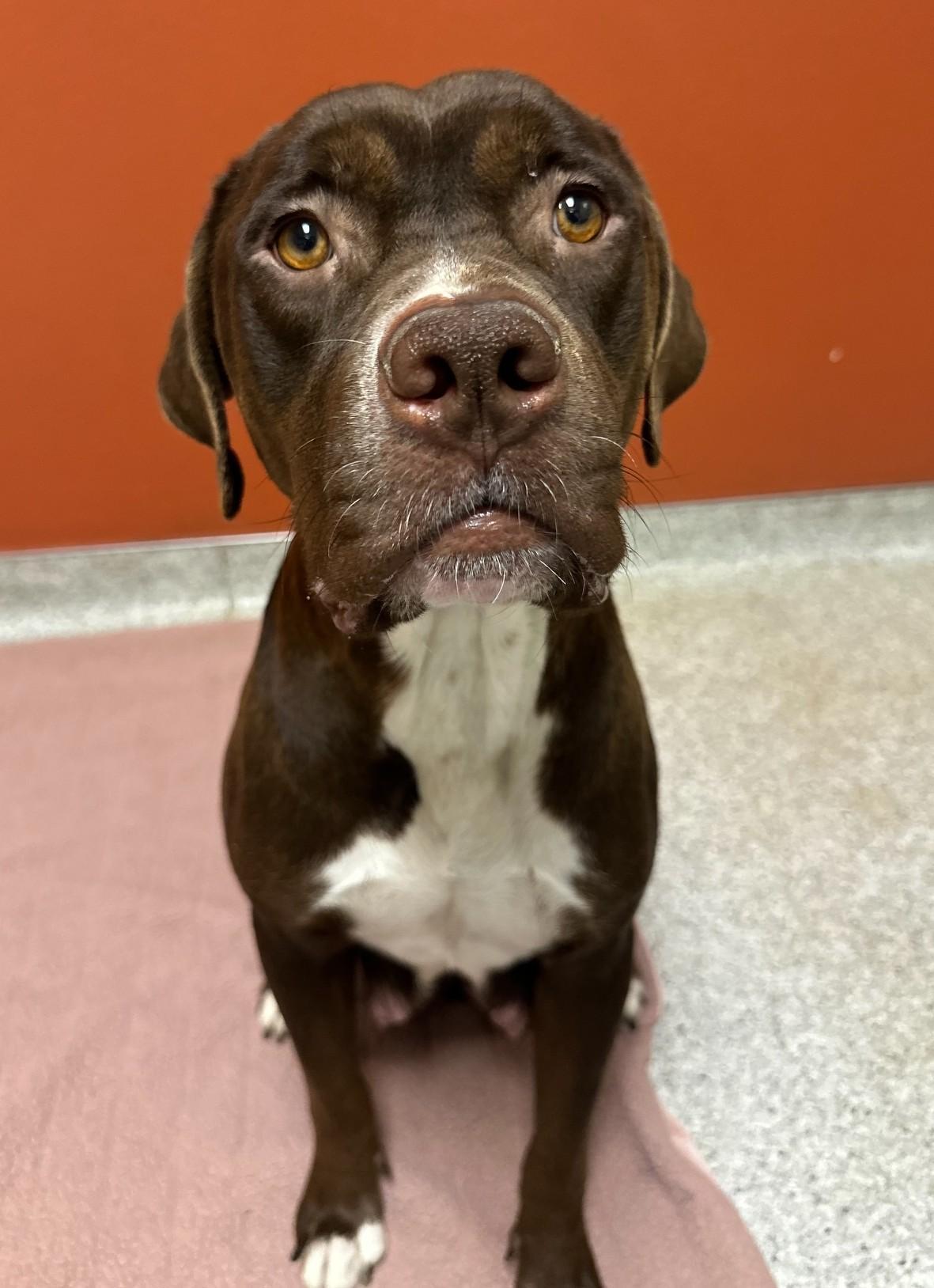 Truffles Also Known As