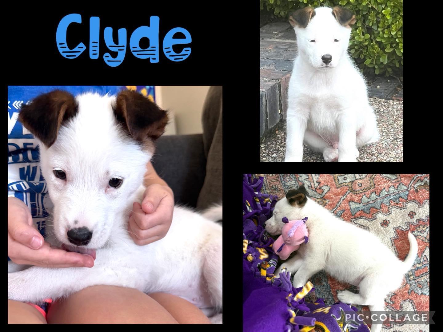 Clyde