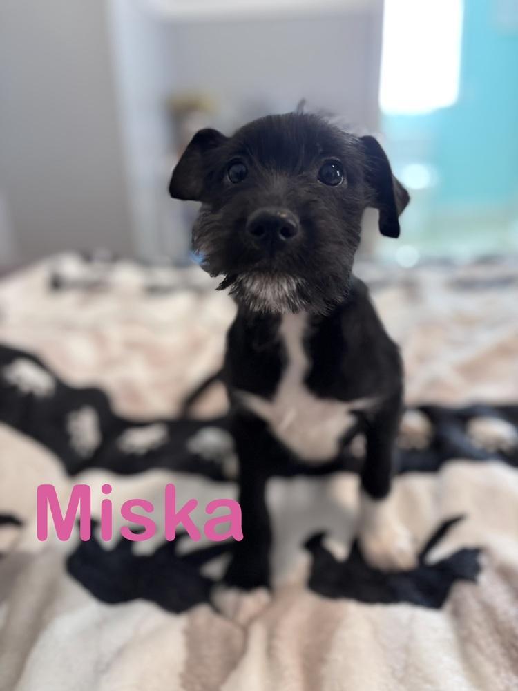 Miska