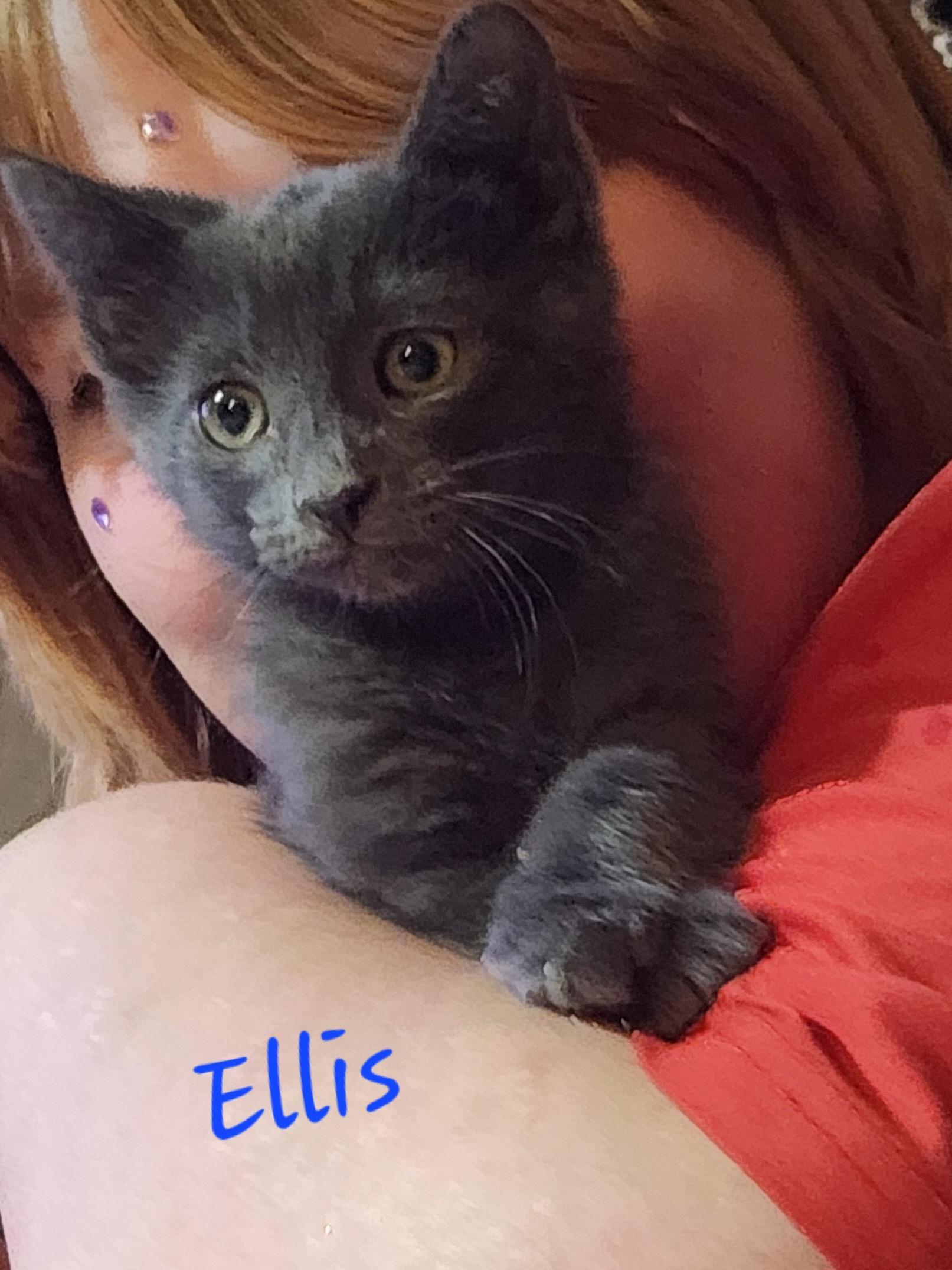 Ellis