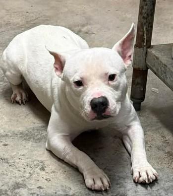 Jake From State Farm