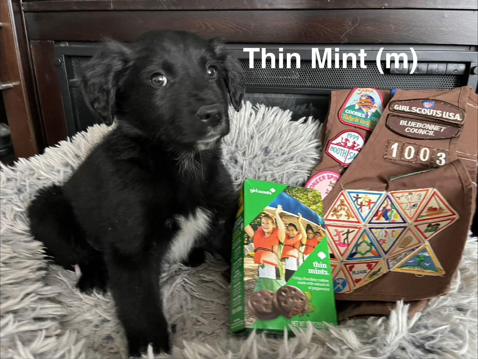 Thin Mint
