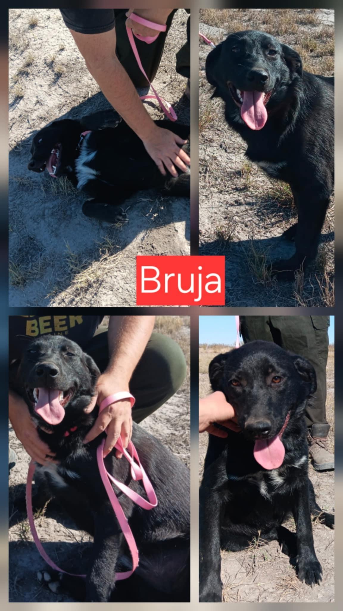 Bruja