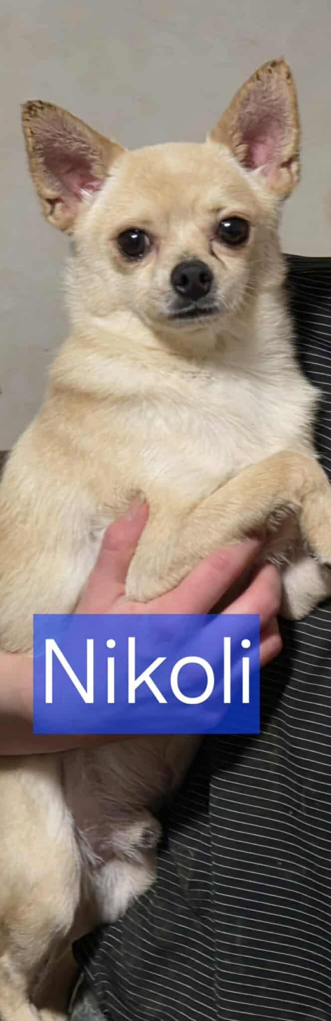 Nikoli