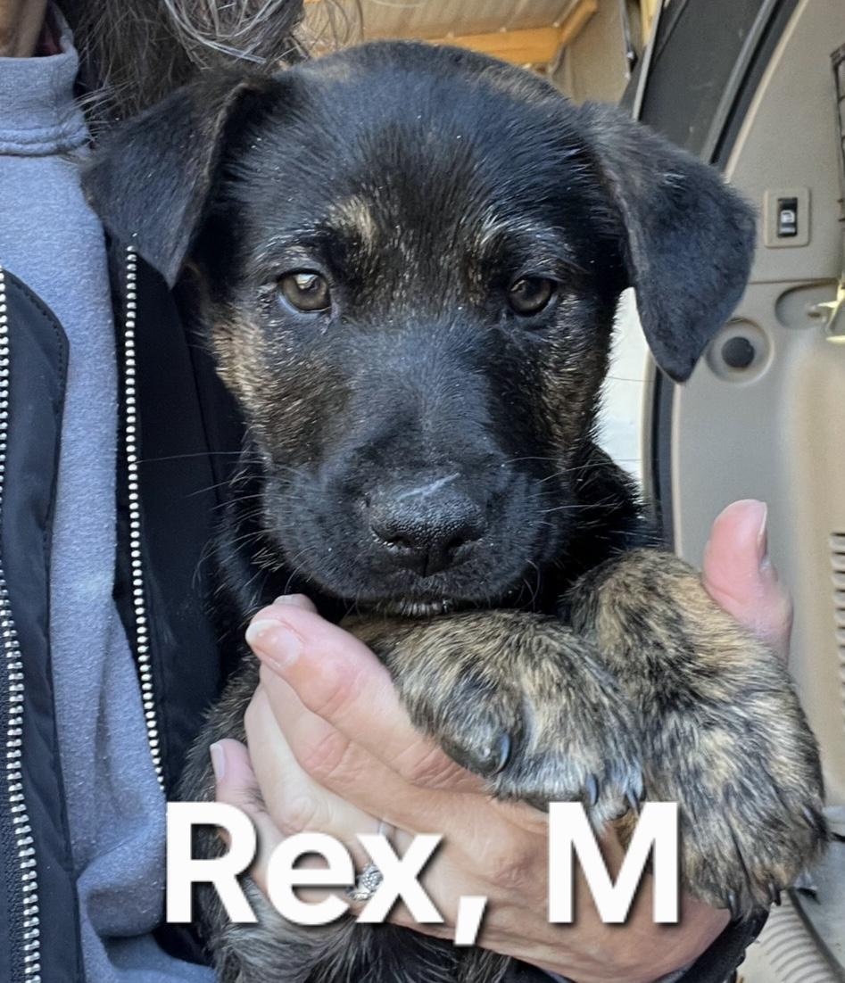 Rex