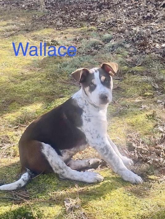 Wallace