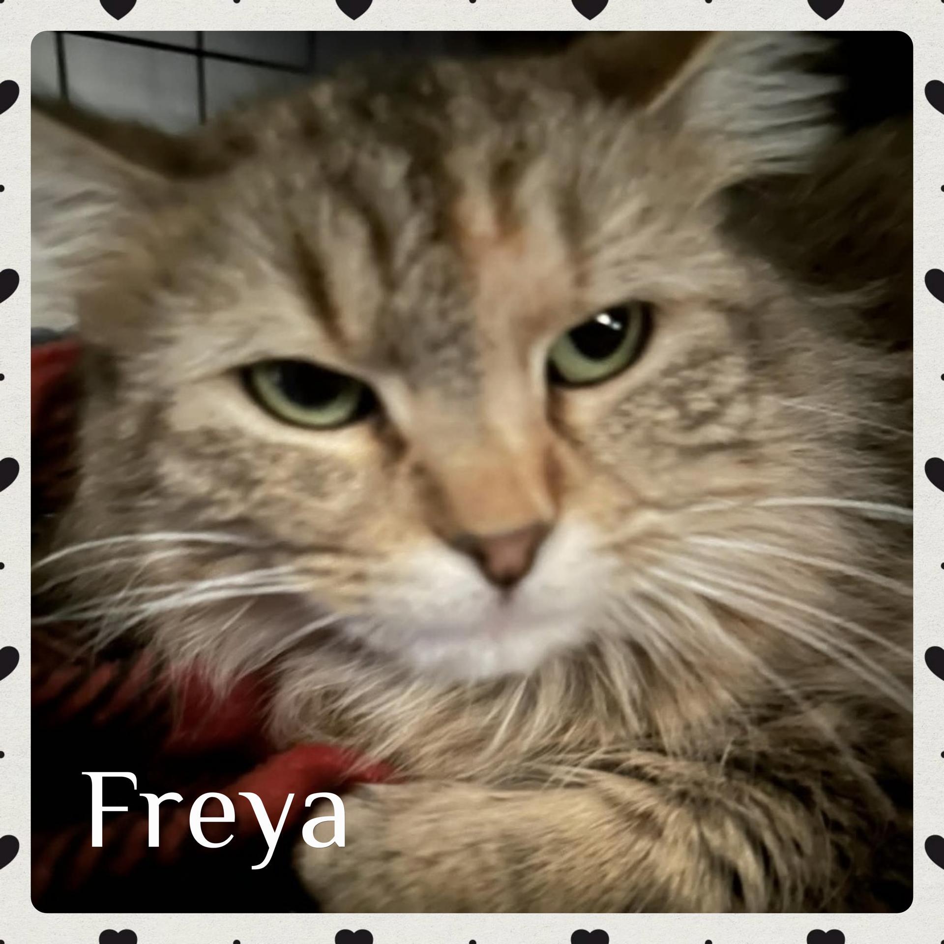 Freya