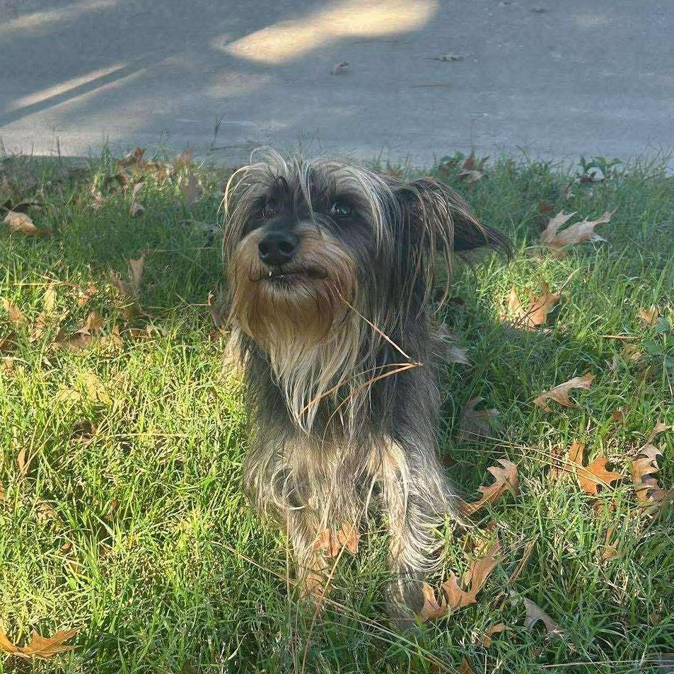 Scrappydoo D Arriving