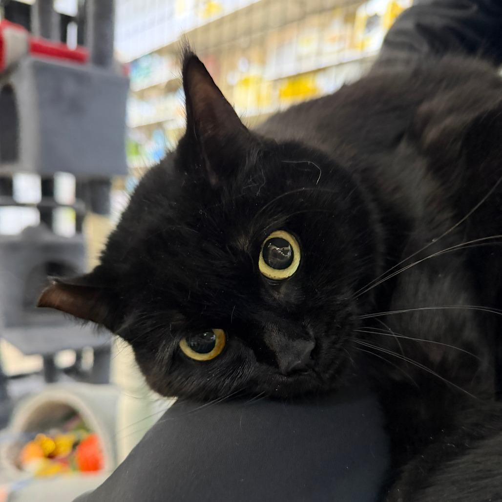 Tillydark Pink Collar