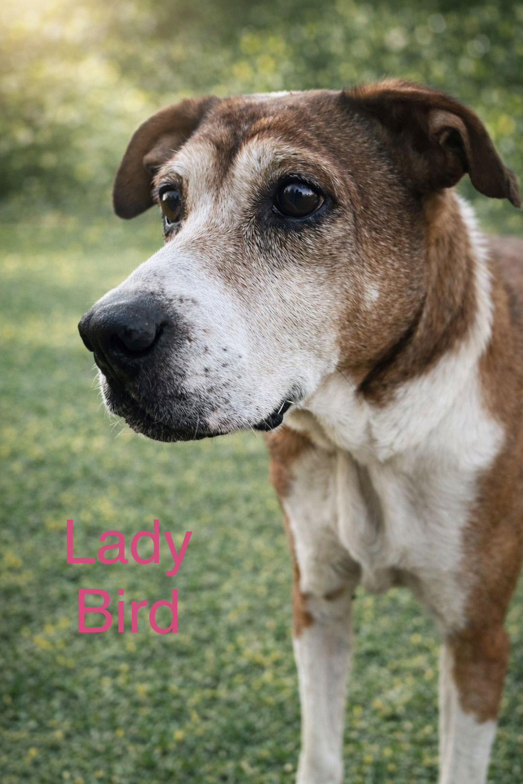 Lady Bird