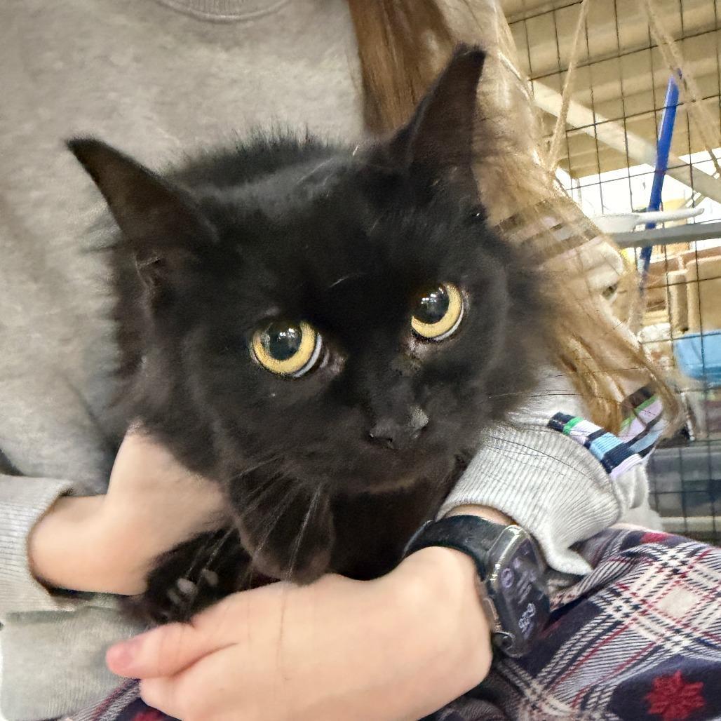 Zoeylight Pink Collar