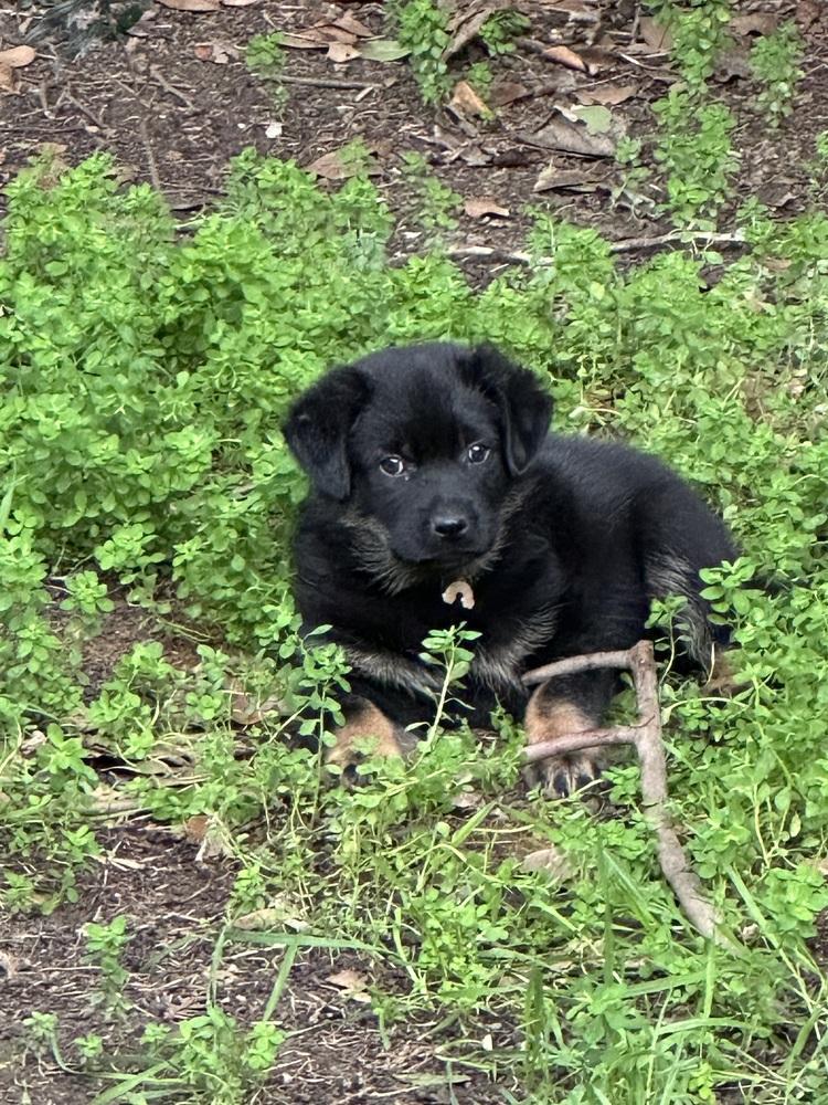 Freyah Aka Pink Rainbow