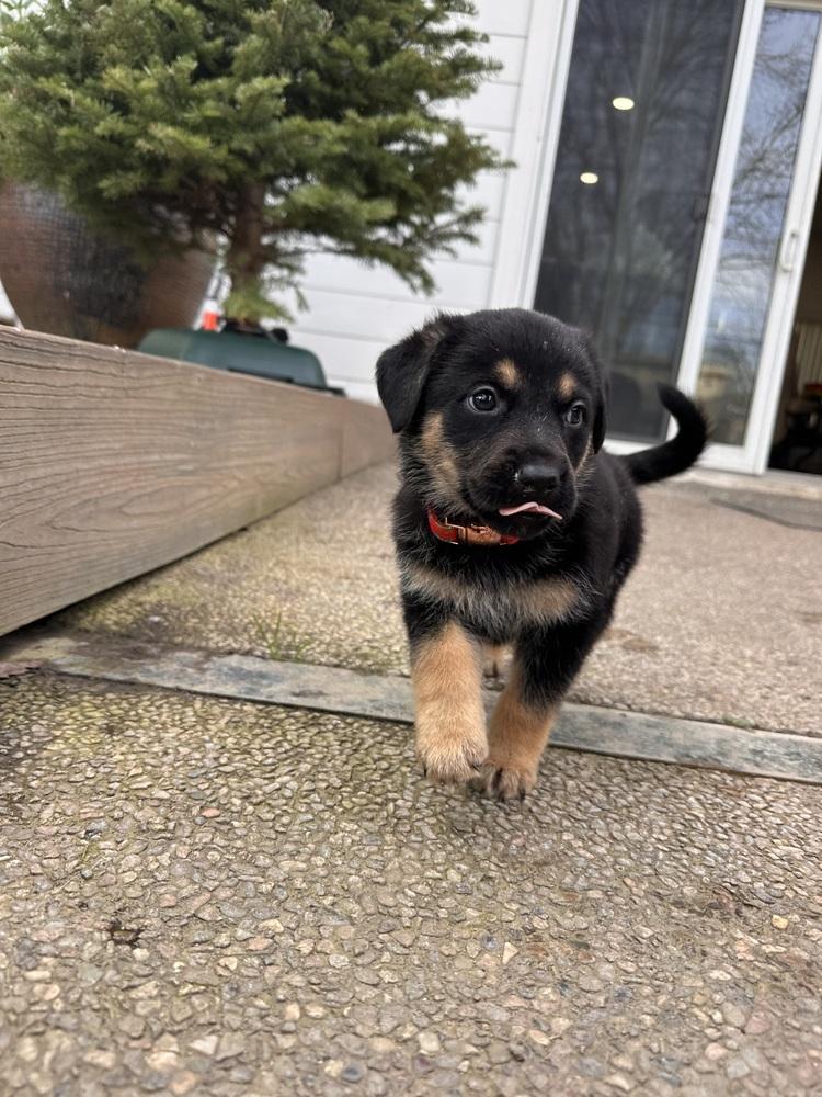 Siggy Aka Red Collar