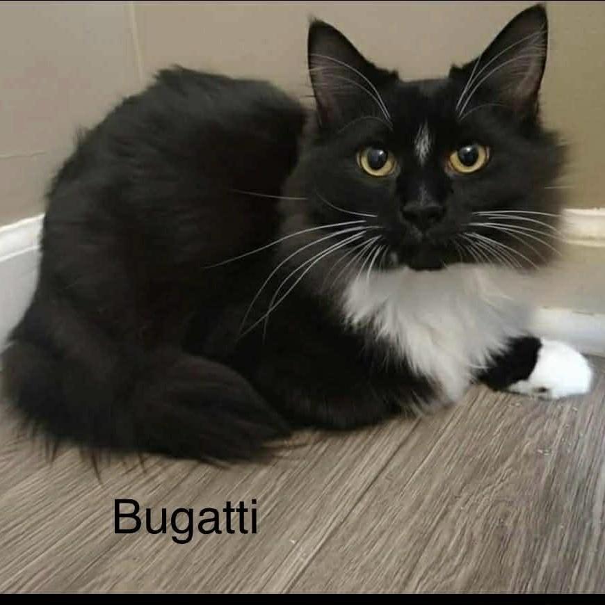 Bugatti
