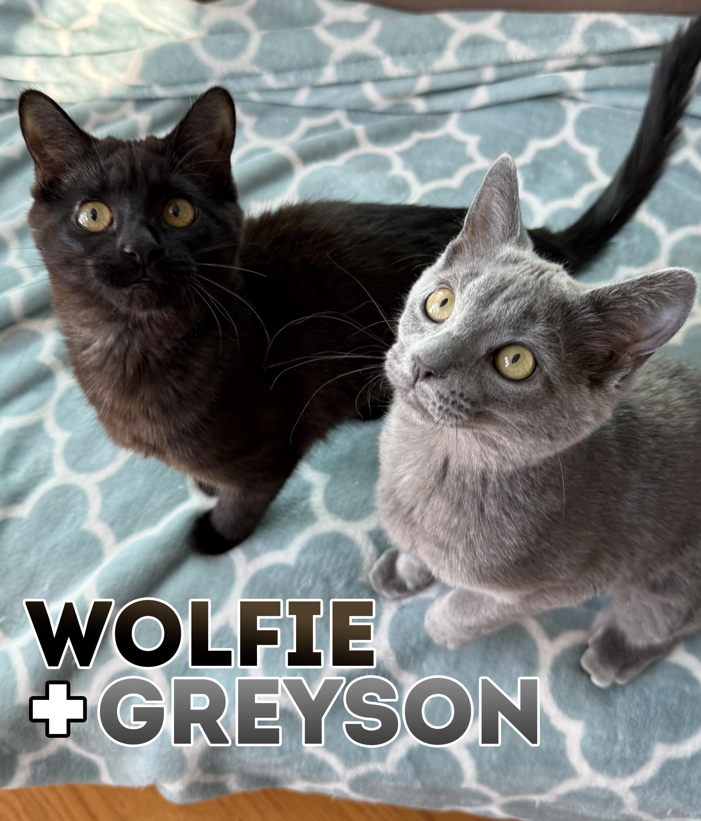 Wolfie & Greyson